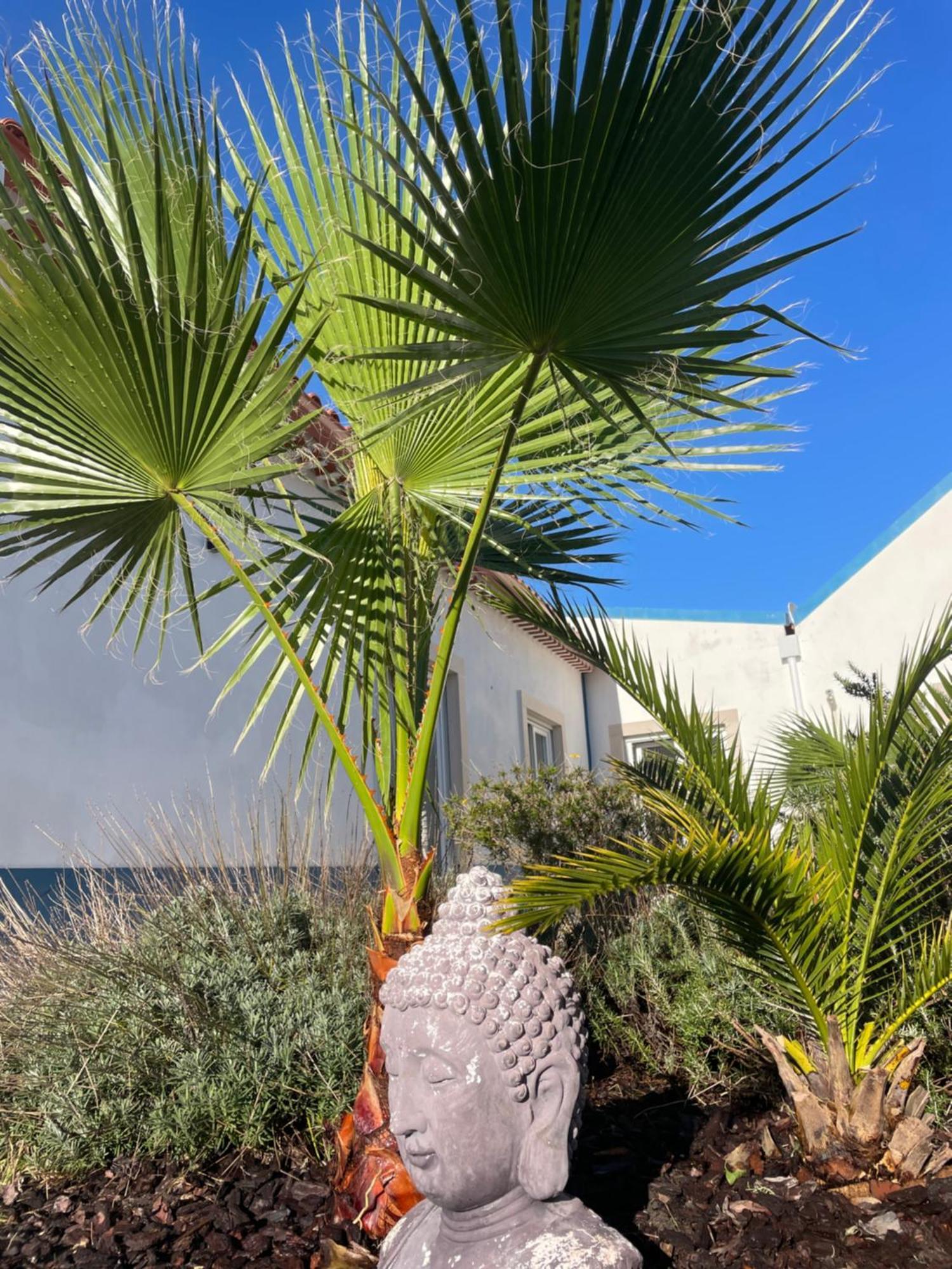 Joia Da Casa Villa Sobral  Kültér fotó